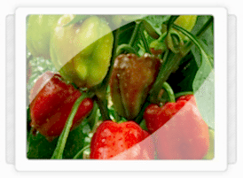 Antalya Biber Fidesi