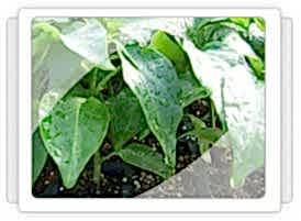 Antalya Biber Fidesi