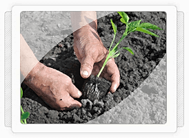 Antalya Biber Fidesi