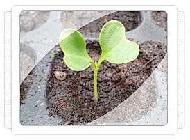 Karnabahar Fidesi Üretimi