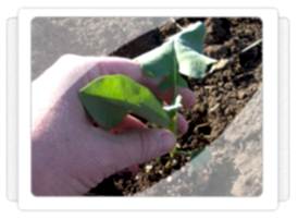 Karnabahar Fidesi Üretimi