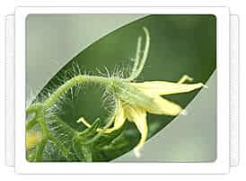 Domates Fidesi Üretimi