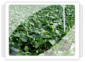 Antalya Hıyar Fidesi