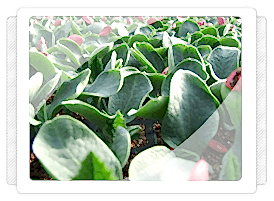 Antalya Hıyar Fidesi