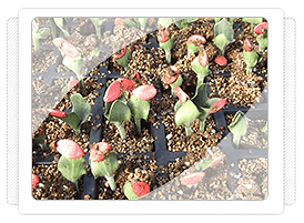 Antalya Hıyar Fidesi