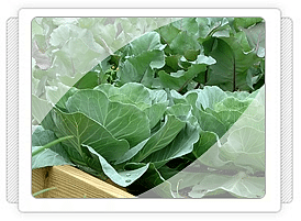 Morlahana Fidesi Üretimi