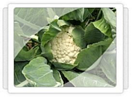 Karnabahar Fidesi Üretimi