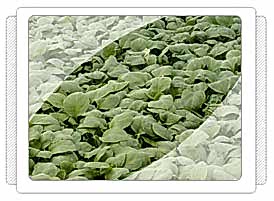 Karnabahar Fidesi Üretimi