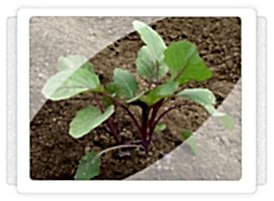 Morlahana Fidesi Üretimi