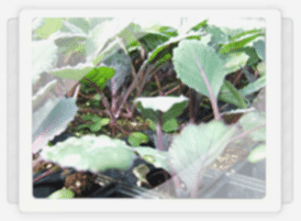 Morlahana Fidesi Üretimi