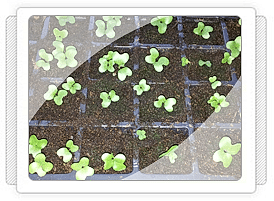 Morlahana Fidesi Üretimi