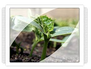 Antalya Hıyar Fidesi