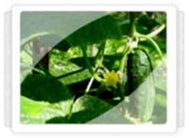 Antalya Hıyar Fidesi