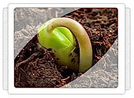 Karnabahar Fidesi Üretimi