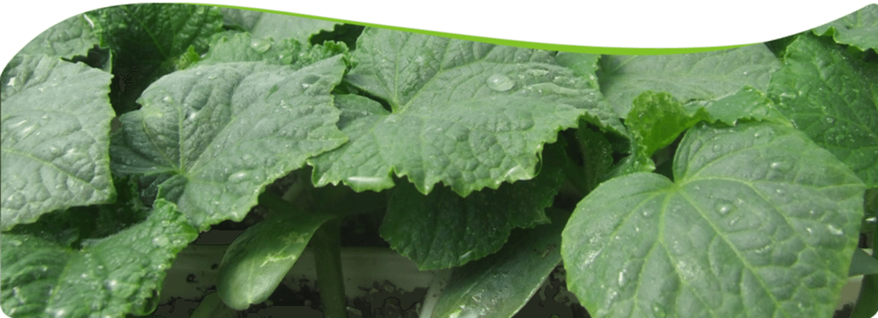 javascript slideshow