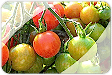 Domates Fidesi Üretimi